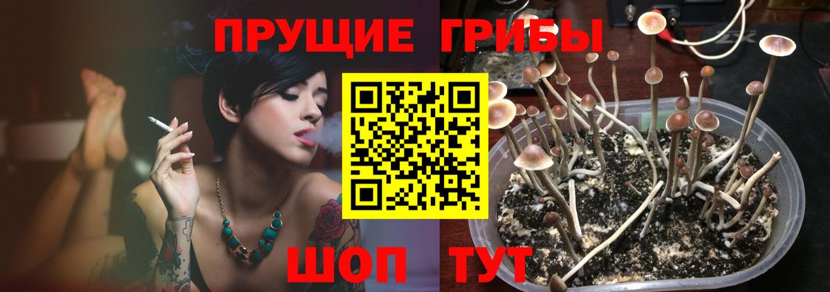 Галлюциногенные грибы Psilocybe Усинск